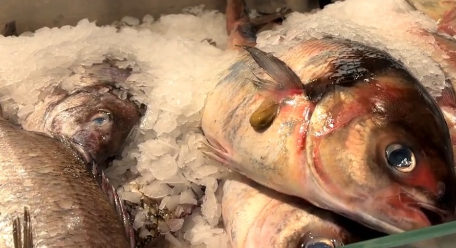 Auckland Fish Market