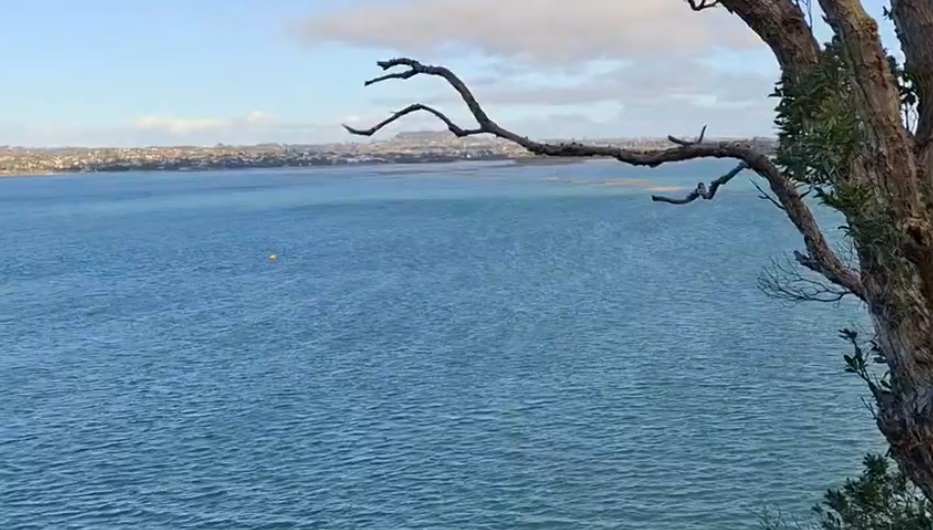 Kauri Point Centennial Park
